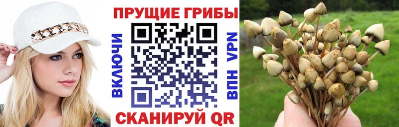 мориарти Telegram  Кудрово  Галлюциногенные грибы GOLDEN TEACHER 